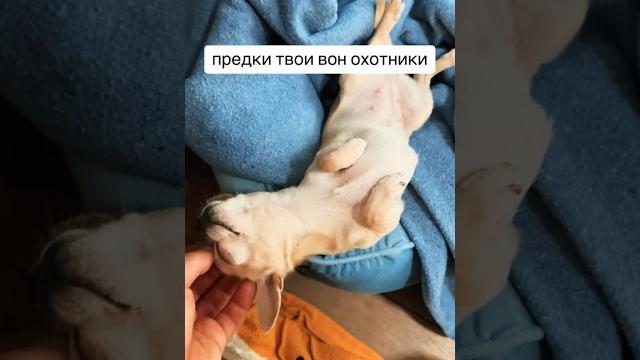 Чихуахуа-охотник? Нет, я — мамин пирожок! l Смешная озвучка #чихуахуа #шортс #смех #собака Чихуахуа-охотник? Нет, я — мамин пирожок! l Смешная озвучка #чихуахуа #шортс #смех #собака