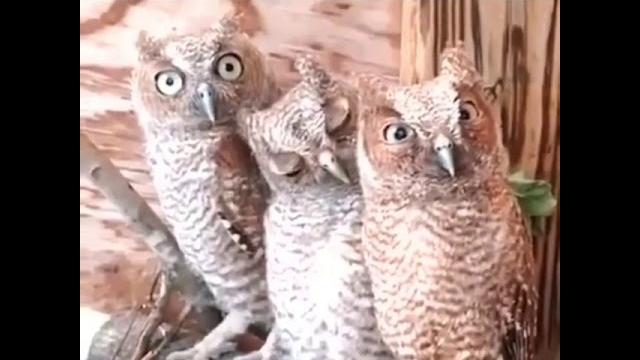 Прикол с совами Прикол с совами