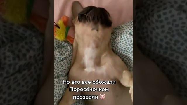 СКАЗКА ПРО ФРАНЦУЗСКОГО БУЛЬДОГА #приколы #shorts СКАЗКА ПРО ФРАНЦУЗСКОГО БУЛЬДОГА #приколы #shorts