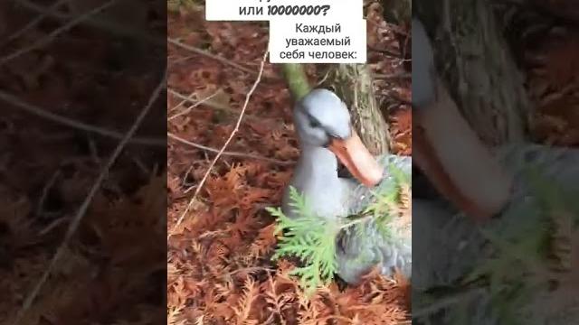 пон #мемы #прикол #осень #гусь #пельмени пон #мемы #прикол #осень #гусь #пельмени