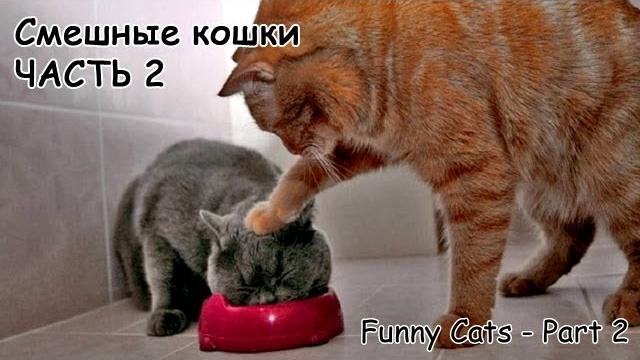 Смешные коты и кошки - видео приколы с кошками #2 Смешные коты и кошки - видео приколы с кошками #2