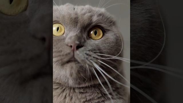 Зачем кошкам усы? #научныйфакт #научный #научное #научпоп #наука #кот #кошка #котик #котэ #усы Зачем кошкам усы? #научныйфакт #научный #научное #научпоп #наука #кот #кошка #котик #котэ #усы