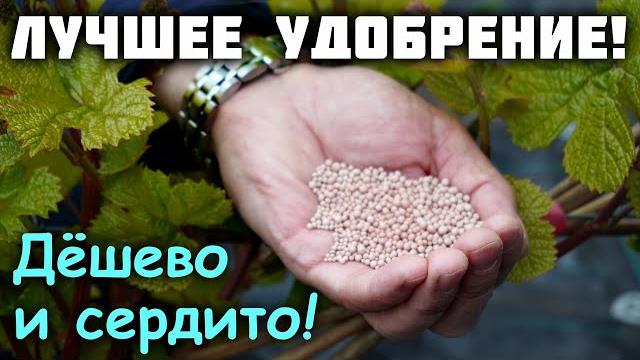 Чем подкормить виноград? - Дёшево и сердито! Чем подкормить виноград? - Дёшево и сердито!