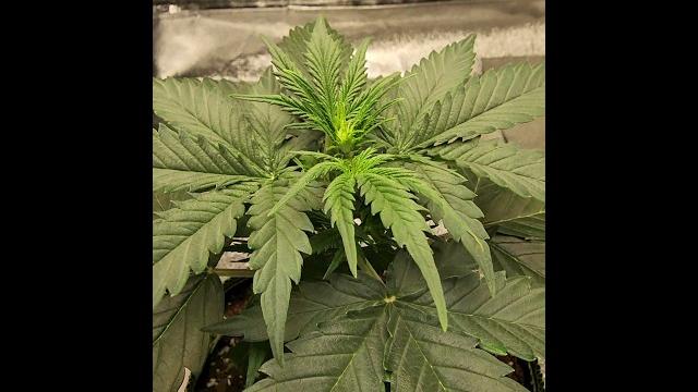 Opium Auto Transplant Time #shorts Opium Auto Transplant Time #shorts