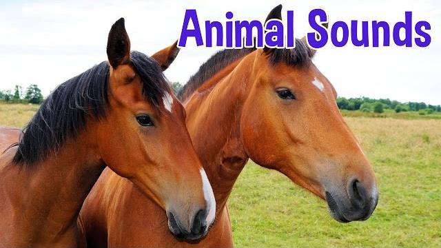 Animal Sounds for Children (20 Amazing Animals) Animal Sounds for Children (20 Amazing Animals)