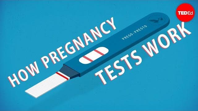 How do pregnancy tests work? - Tien Nguyen How do pregnancy tests work? - Tien Nguyen