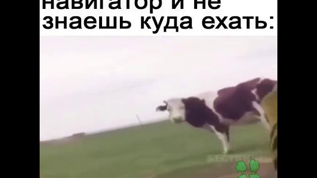 Прикол с коровой) Прикол с коровой)