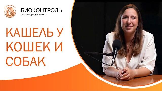 Кашель у кошек и собак: разновидности, причины и лечение. Кашель у кошки причины и лечение. 12+ Кашель у кошек и собак: разновидности, причины и лечение. Кашель у кошки причины и лечение. 12+