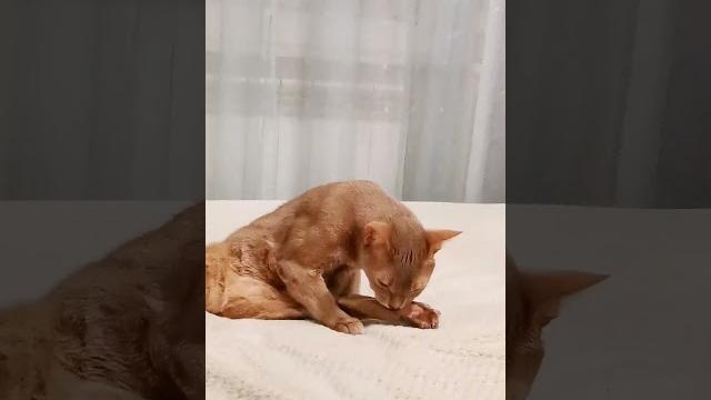 Главный йогин нашего дома #shorts #йога #приколы Главный йогин нашего дома #shorts #йога #приколы