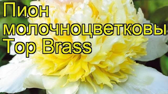 Пион молочноцветковый Топ Брасс. Краткий обзор, описание характеристик paeonia lactiflora Top Brass Пион молочноцветковый Топ Брасс. Краткий обзор, описание характеристик paeonia lactiflora Top Brass