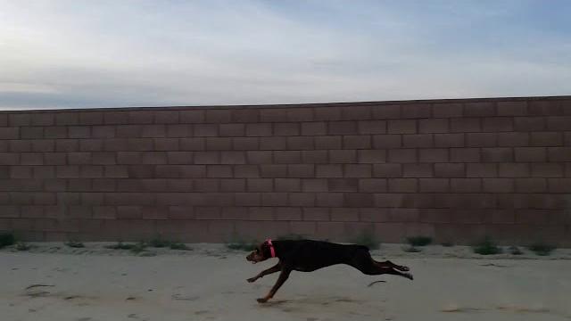 Lighting Fast Doberman Pinscher Running || ViralHog Lighting Fast Doberman Pinscher Running || ViralHog