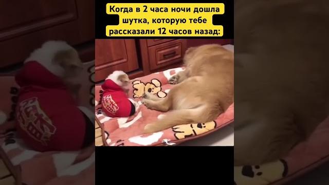 Очень мило#смешное #смешноевидео #прикол #приколы #юмор #собака #собаки #собачка #собачки #хаха #я Очень мило#смешное #смешноевидео #прикол #приколы #юмор #собака #собаки #собачка #собачки #хаха #я