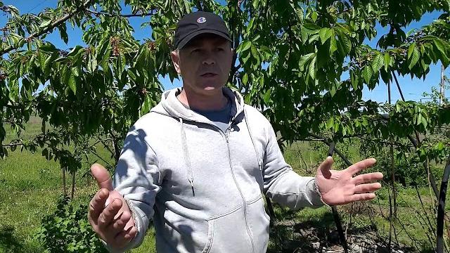 Спасаем черешню,заболевания,вредители... Спасаем черешню,заболевания,вредители...