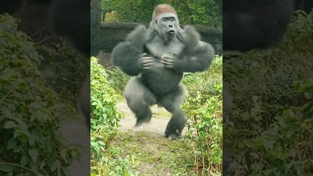 Squirrel! #gorilla Squirrel! #gorilla