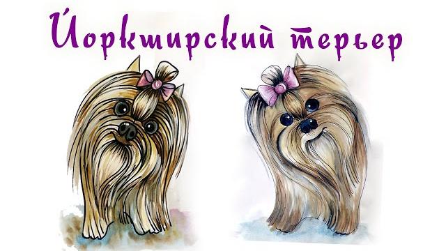Как нарисовать собаку йоркширского терьера? Как нарисовать собаку йоркширского терьера?