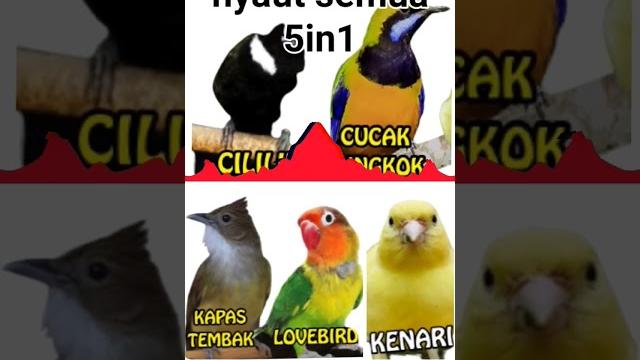 #pancingan #masteran #cililin #kapastembak #canary #cucakcungkok #lovebirds buat latihan lomba #pancingan #masteran #cililin #kapastembak #canary #cucakcungkok #lovebirds buat latihan lomba