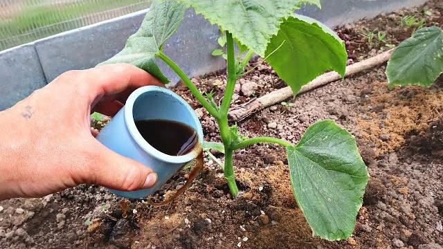Хрустящих зеленцев будет очень много! Одно из лучших удобрений для огурцов! спитой кофе для огурцов Хрустящих зеленцев будет очень много! Одно из лучших удобрений для огурцов! спитой кофе для огурцов