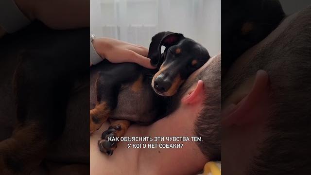 По особенному #собака #животные #мило#смешно #dachshund #такса #минитакса #юмор #шутки #рек По особенному #собака #животные #мило#смешно #dachshund #такса #минитакса #юмор #шутки #рек