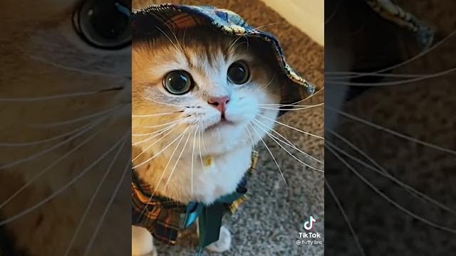 Мяуканье котят | тгк - Oxcinetov Мяуканье котят | тгк - Oxcinetov