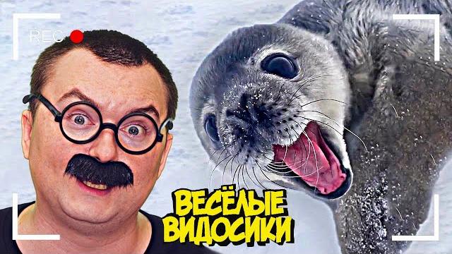 ВЕСЕЛЫЕ ВИДОСИКИ! 8 МИНУТ СМЕХА (6 выпуск) ВЕСЕЛЫЕ ВИДОСИКИ! 8 МИНУТ СМЕХА (6 выпуск)