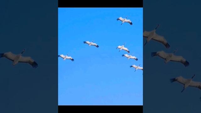 День Победы, песня Журавли.. День Победы, песня Журавли..