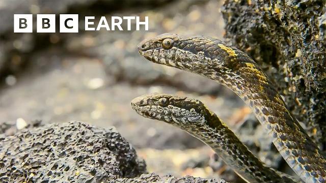 Greatest Fights in the Animal Kingdom: Part 3 | BBC Earth Greatest Fights in the Animal Kingdom: Part 3 | BBC Earth
