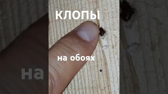 Что делать, если клопы в квартира заводятся в обоях? Как избавиться от них без химической обработки? Что делать, если клопы в квартира заводятся в обоях? Как избавиться от них без химической обработки?