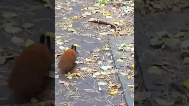 Зачем белке хвост Зачем белке хвост