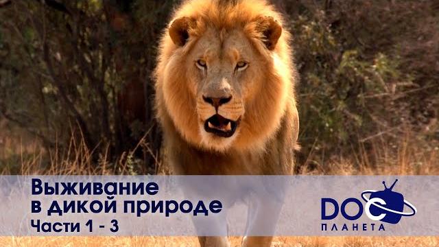 Выживание в дикой природе - Часть 1-3 - Документальный фильм - Сборник Выживание в дикой природе - Часть 1-3 - Документальный фильм - Сборник
