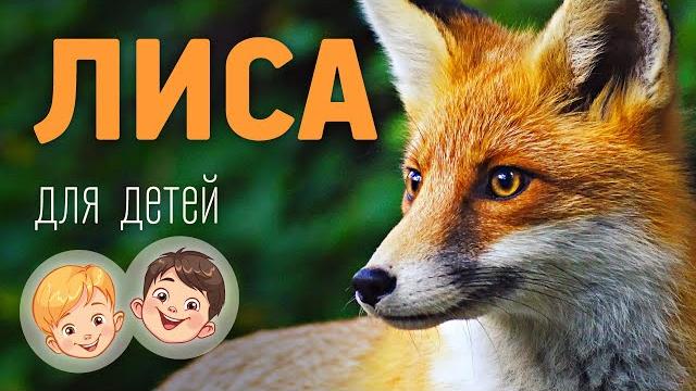 Лиса. Видео про животных для детей 3+ Лиса. Видео про животных для детей 3+