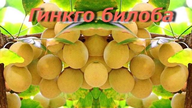 Гинкго билоба - лечебные свойства и противопоказания Гинкго билоба - лечебные свойства и противопоказания