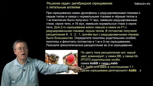 Дубынин В.А. - 100 часов школьной биологии - 2.19. Решение задач.Наследование пола.Сцепление с полом Дубынин В.А. - 100 часов школьной биологии - 2.19. Решение задач.Наследование пола.Сцепление с полом