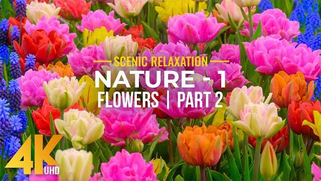 4K Blooming Flowers with Relaxing Piano Melodies & Nature Sounds - NATURE - Season 1; Part 2 4K Blooming Flowers with Relaxing Piano Melodies & Nature Sounds - NATURE - Season 1; Part 2