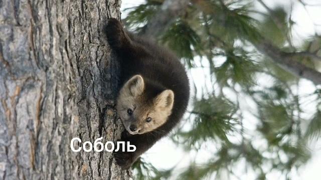 животные тайги 1 часть животные тайги 1 часть