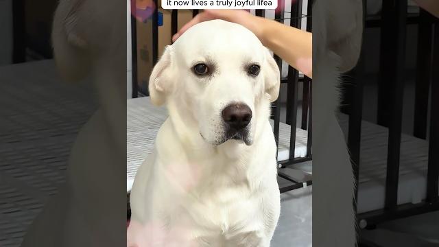 A kind man saved a pup from drowning and adopted it A kind man saved a pup from drowning and adopted it