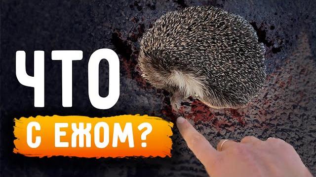 Ёжик лежал на асфальте у трассы, что с ним не так? Реакация мамы и дедушки, консультация с врачом. Ёжик лежал на асфальте у трассы, что с ним не так? Реакация мамы и дедушки, консультация с врачом.