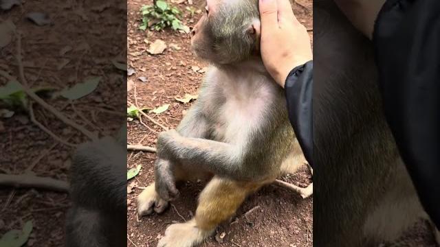 Monkey enjoys the feeling of full body massage Monkey enjoys the feeling of full body massage