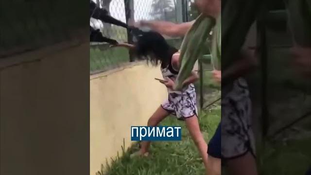 Мгновенная карма: дразнила обезьян и тут же поплатилась Мгновенная карма: дразнила обезьян и тут же поплатилась