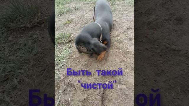 МоЁ любимое дело)))))#sobaka#животные #веселаясобака#такса#taksa#shorts#прикол#веселыесобаки#смешное МоЁ любимое дело)))))#sobaka#животные #веселаясобака#такса#taksa#shorts#прикол#веселыесобаки#смешное