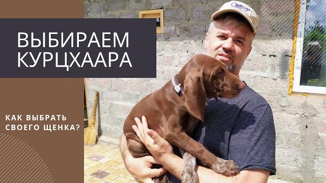 Выбираем щенка курцхаара! Выбираем щенка курцхаара!
