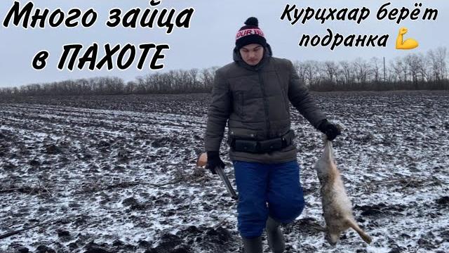 Лучшая Охота на зайца 2022.Взяли матёрого зайца в Пахоте.Супер момент и собака делает свою работу. Лучшая Охота на зайца 2022.Взяли матёрого зайца в Пахоте.Супер момент и собака делает свою работу.