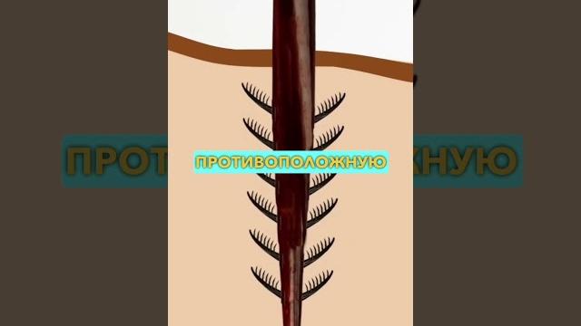 Почему Пчелы Умирают (после укуса) #shorts #пчелы #укус #жало Почему Пчелы Умирают (после укуса) #shorts #пчелы #укус #жало