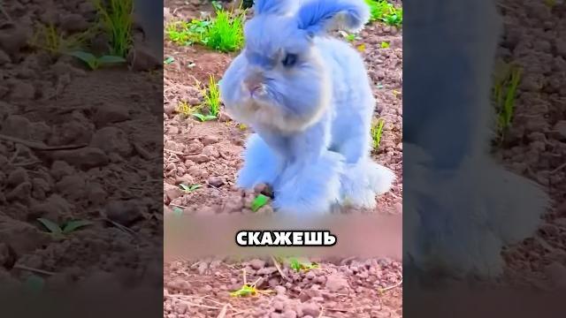 Очень необычный заяц #животные #милыеживотные Очень необычный заяц #животные #милыеживотные