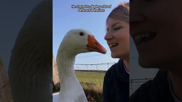 Goose Thinks She's His Wife ️ | The Dodo Goose Thinks She's His Wife ️ | The Dodo