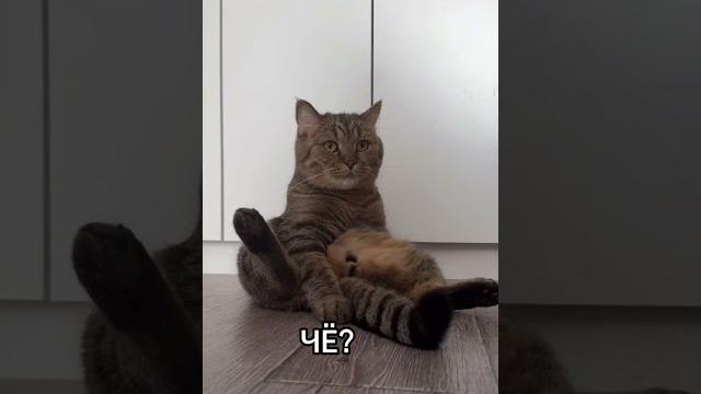 #изобилие #cat #балансвселенной #мем #рационпп #юмор #накопитьденьги #кот #первыеденьги #прикол #изобилие #cat #балансвселенной #мем #рационпп #юмор #накопитьденьги #кот #первыеденьги #прикол