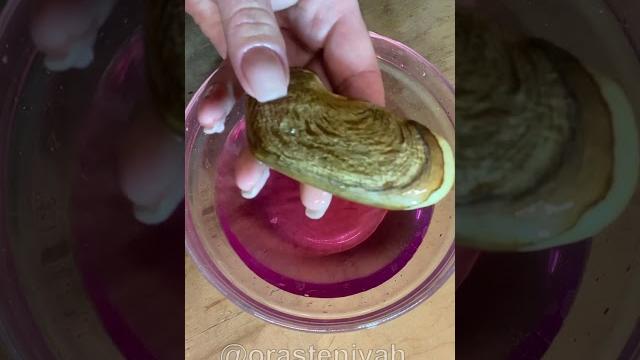 Как вырастить манго из косточки? #манго Как вырастить манго из косточки? #манго