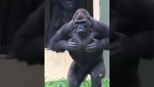Gorilla Massive Chest-Beating! #gorilla #kiyomasa #shabani Gorilla Massive Chest-Beating! #gorilla #kiyomasa #shabani