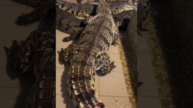 Кроки больше понимают Кроки больше понимают