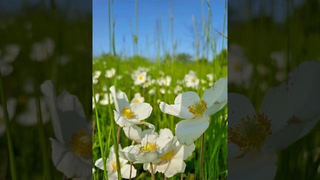 Милые анемоны на краю земли...OntikaPank#OntikaEstonia#ЭстонияПрирода#EstoniaNature #природа Милые анемоны на краю земли...OntikaPank#OntikaEstonia#ЭстонияПрирода#EstoniaNature #природа