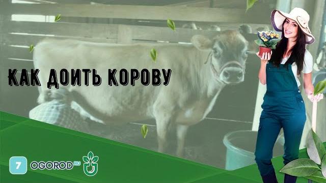 Как доить корову Как доить корову